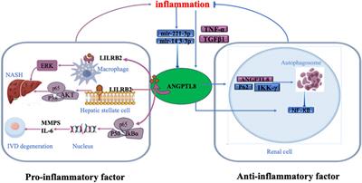 Emerging insights into the roles of ANGPTL8 beyond glucose and lipid metabolism